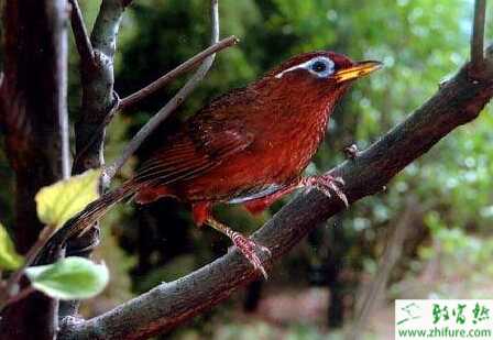 养殖画眉的饲养管理