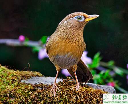 养殖画眉禽霍乱病的防治