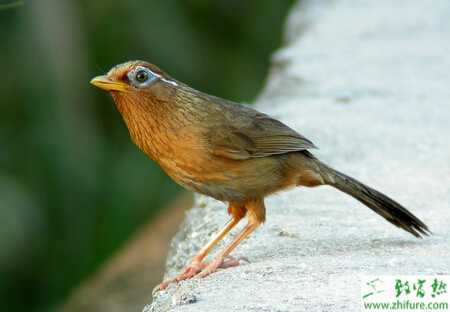 养殖画眉的饲养管理经验