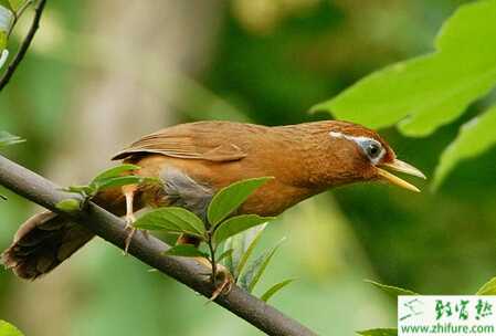 养殖画眉饲料荤食的制作方法