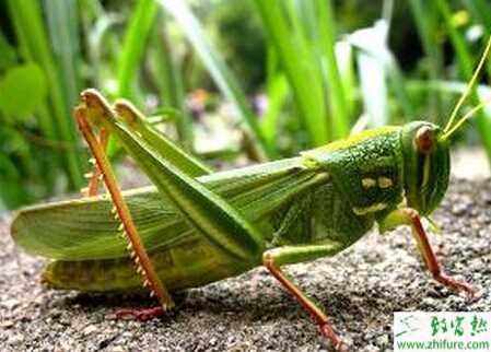 养蝗虫赚钱吗？