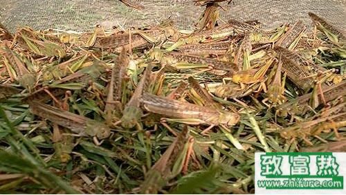 2020养蝗虫赚钱吗？2020蝗虫养殖前景及市场价格行情分析