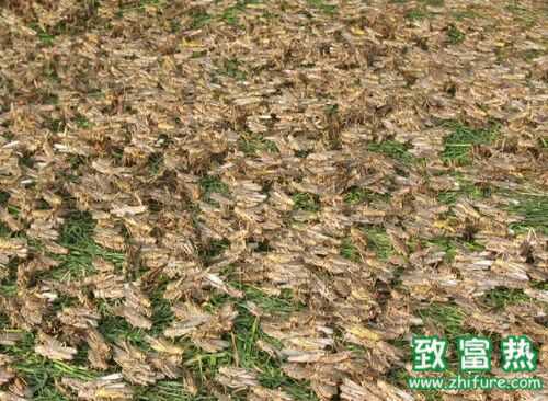 2022养蝗虫赚钱吗？2022蝗虫养殖前景及市场价格行情分析