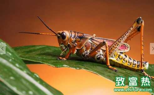 蝗虫的营养价值和功效 蝗虫的防治办法