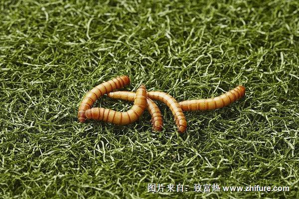 黄粉虫价格多少钱一斤？