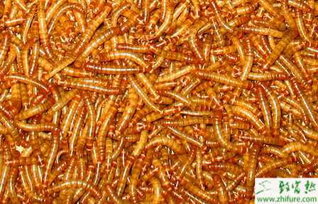 养黄粉虫赚钱吗？