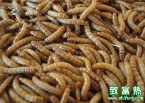 2022养黄粉虫赚钱吗？2022黄粉虫养殖前景及市场价格行情分析