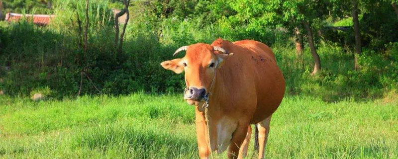 黄牛跟水牛怎么区分