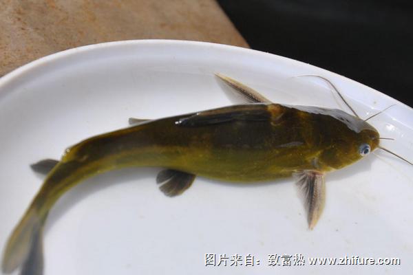 黄颡鱼不适合什么人吃？