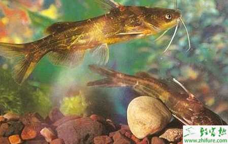 池塘单养黄颡鱼的技术