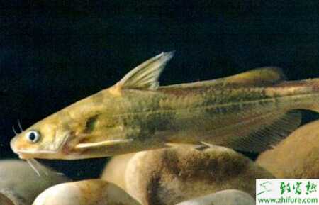 高效实用养殖黄颡鱼的技术