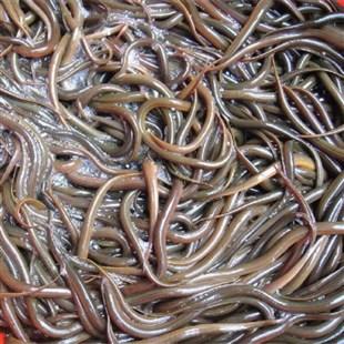 网箱养黄鳝技术【视频】