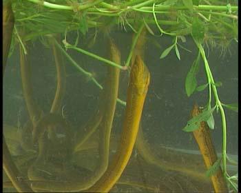 葡萄架下养殖黄鳝【视频】