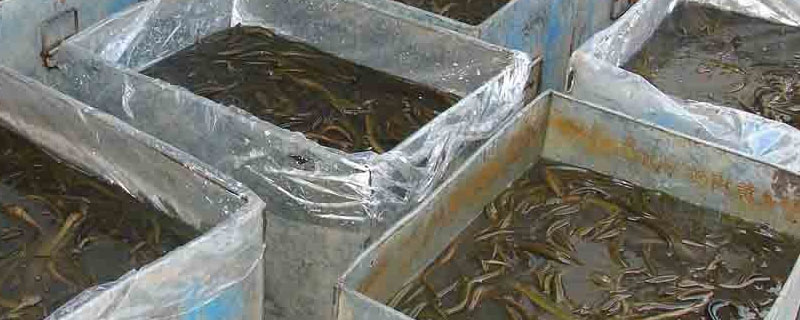 黄鳝饲料配方怎样配