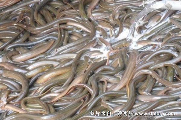 2022养黄鳝赚钱吗？黄鳝养殖的利润与投资成本及前景预测