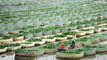 黄鳝养殖需要注意的八个事项