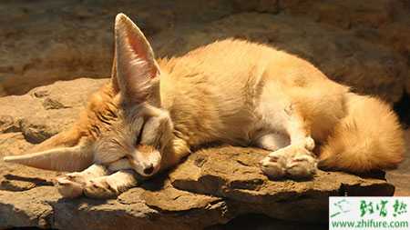 狐狸脑脊髓炎疾病的诊断与治疗方案