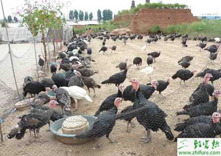 火鸡养殖的市场前景