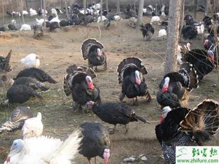 火鸡怎么养？有哪些需要注意的？