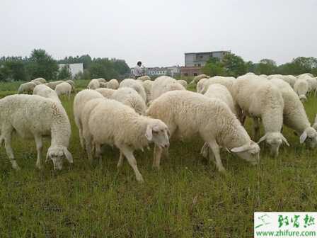 湖羊育肥要点
