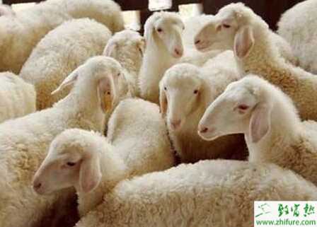 养湖羊国家有补贴吗？都有哪些补贴政策？