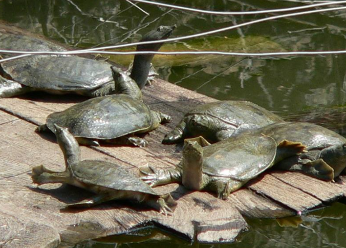野生甲鱼多少钱一斤