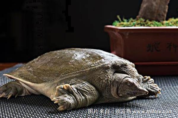 2022养甲鱼赚钱吗？甲鱼养殖的利润与投资成本及前景预测