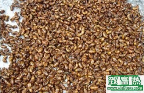 2020养金蝉赚钱吗？2020金蝉养殖前景及市场价格行情分析