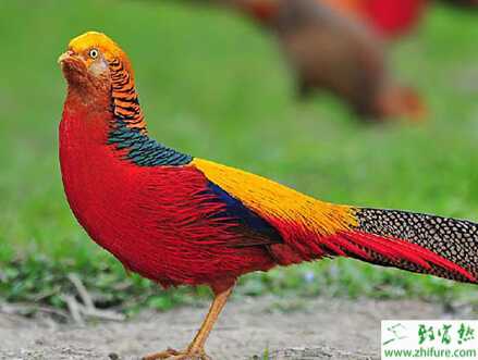 锦鸡好养吗？养锦鸡要办什么证？