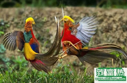 2020养锦鸡赚钱吗？2020锦鸡养殖前景及市场价格行情分析