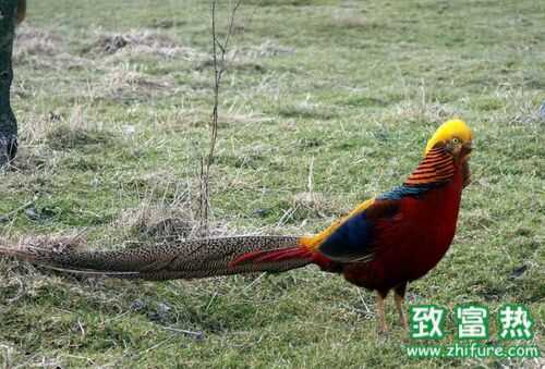 2022养锦鸡赚钱吗？2022锦鸡养殖前景及市场价格行情分析