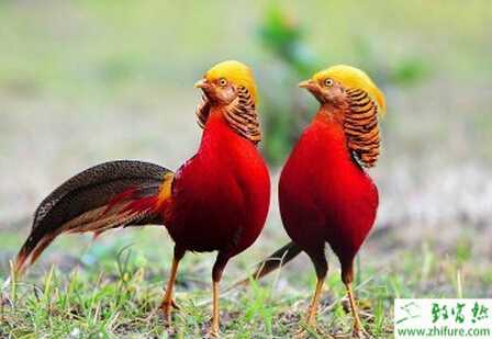 养锦鸡赚钱吗？