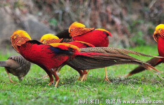 养40只锦鸡能赚多少钱？养锦鸡的成本和利润