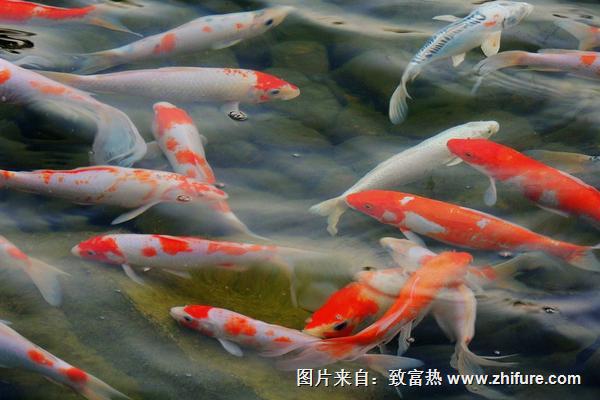 2022养锦鲤赚钱吗？锦鲤养殖的利润与投资成本及前景预测