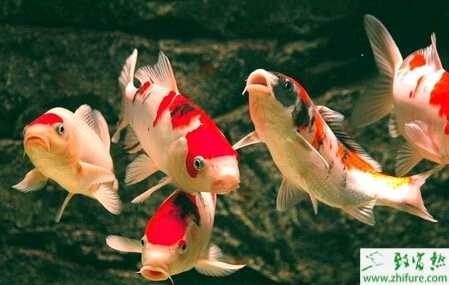 养殖锦鲤的稚鱼的筛选技术