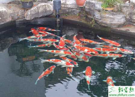 如何养锦鲤鱼？养锦鲤的注意事项