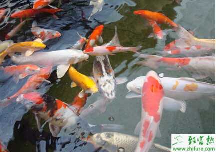 养锦鲤怎样养水？养锦鲤的水放多长时间？