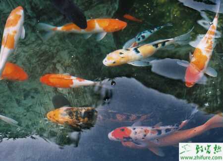 养锦鲤的水为什么浑浊？养锦鲤鱼水浑了怎么办？