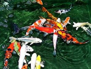 锦鲤常见疾病穿孔病（洞穴病）防治技术