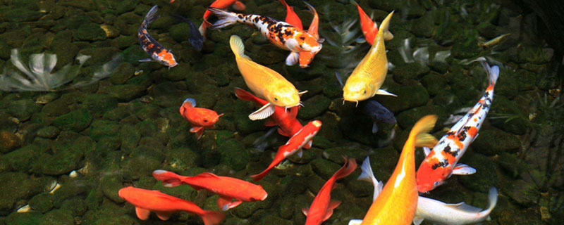 锦鲤和血鹦鹉能在一起混养吗