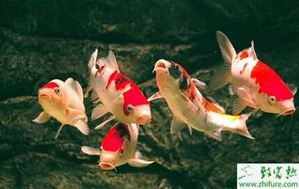 养锦鲤赚钱吗？