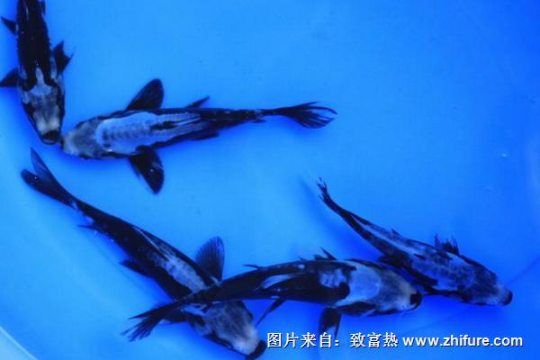 九纹龙锦鲤多少钱一条？