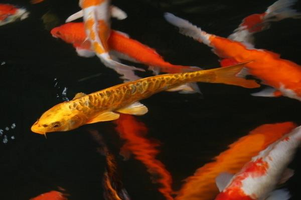 2022养锦鲤赚钱吗？2022锦鲤养殖前景及市场价格分析