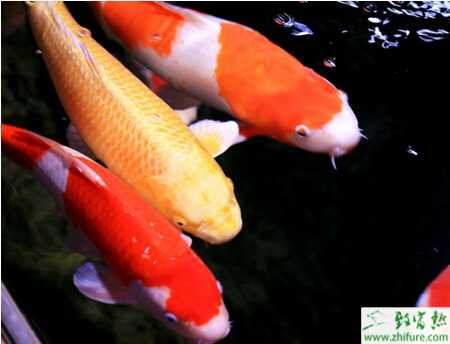 锦鲤养殖的市场前景