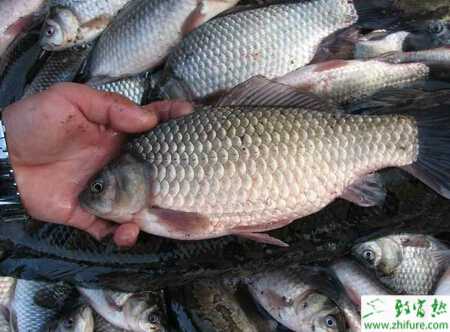 鲫鱼养殖出血病的防治