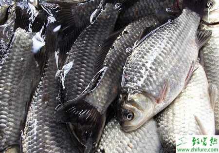 养鲫鱼的市场前景