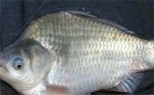 鲫鱼肠炎病的防治