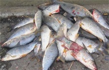 鲫鱼滑走细菌病的防治