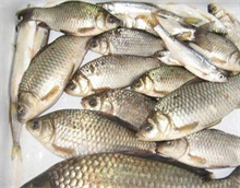 鲫鱼气泡病的防治