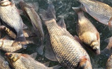 鲫鱼养殖的过冬秘诀